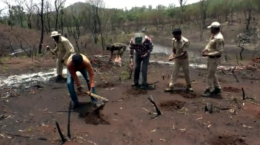 ಬಂಡೀಪುರ ಅಭಯಾರಣ್ಯದಲ್ಲಿ ಕೃತಕ ಬೀಜ ಬಿತ್ತನೆ ಕಾರ್ಯ ಆರಂಭ
