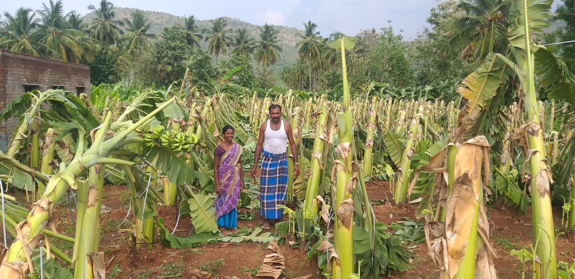 ಹನೂರು: ಧಾರಾಕಾರ ಮಳೆಗೆ ಬಾಳೆ ಫಸಲು ನಾಶ