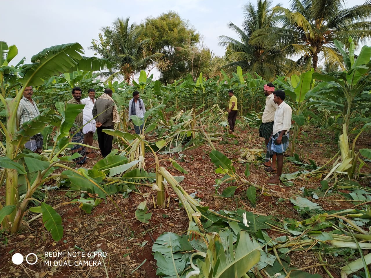ಹನೂರು: ಕಾಡಾನೆಗಳಿಂದ ಜಮೀನಿಗೆ ದಾಳಿ; ತ್ವರಿತ ಕ್ರಮಕ್ಕೆ ರೈತರ ಆಗ್ರಹ