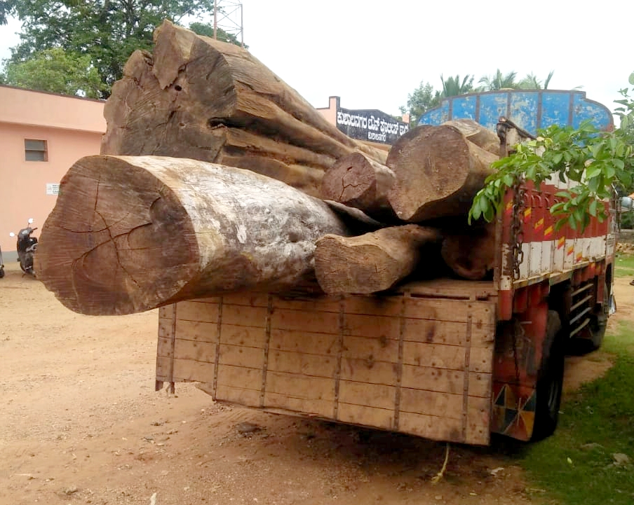 ಅಕ್ರಮ ಮರ ಸಾಗಾಟ: ಲಾರಿ ಸಹಿತ ನಾಲ್ವರು ಪೊಲೀಸ್ ವಶಕ್ಕೆ