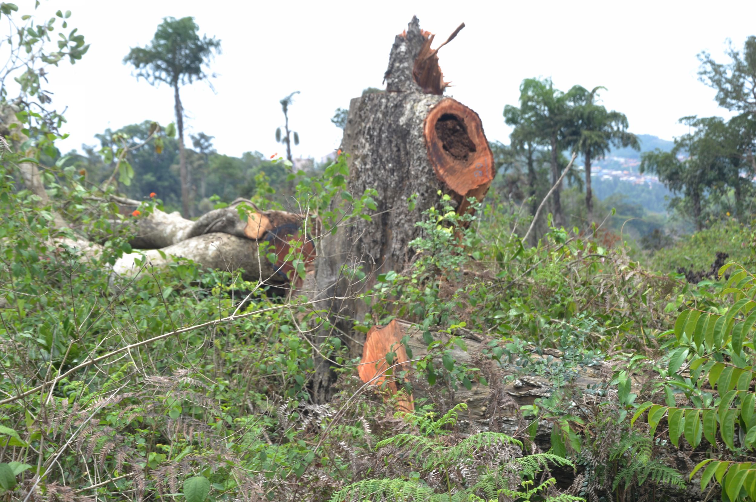 ಮರಗಳ ಕಡಿತ ಪ್ರಕರಣ: ಮಡಿಕೇರಿ ಉಪ ಅರಣ್ಯ ಸಂರಕ್ಷಣಾಧಿಕಾರಿ ಅಮಾನತು