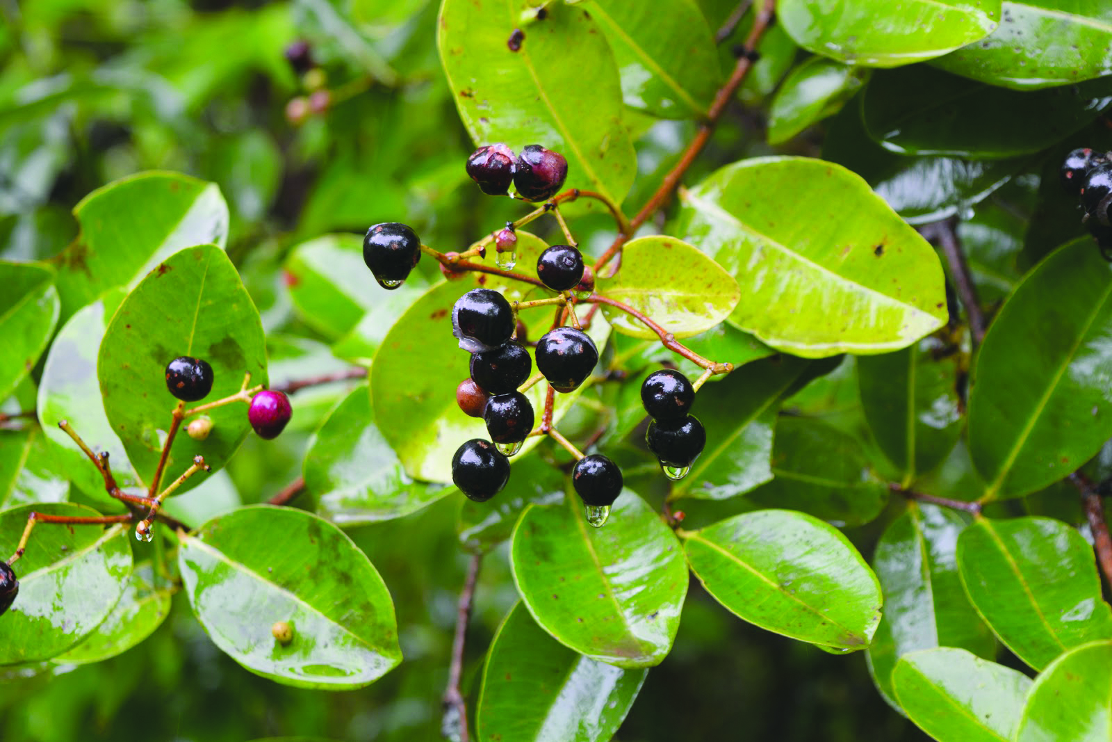 ಕುಂಟು ನೇರಳೆಯ ಸಿಹಿ ಸಿಹಿ ನೆನಪು