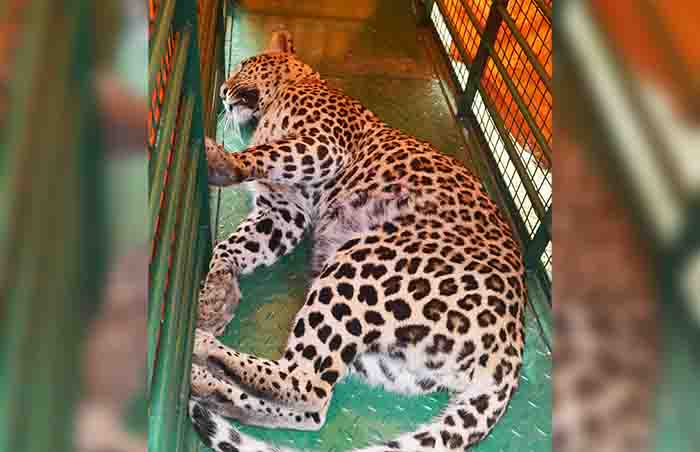 ಮನೆಯೊಳಗೆ ನುಗ್ಗಿದ ಚಿರತೆ: ಒಂದು ಗಂಟೆಯ ಕಾರ್ಯಾಚರಣೆಯ ಬಳಿಕ ಸೆರೆ