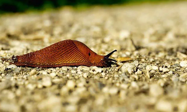 ಹಲವು ರೈಲುಗಳ ವಿಳಂಬಕ್ಕೆ ಕಾರಣವಾಯಿತು ಸಣ್ಣ ಹುಳ!