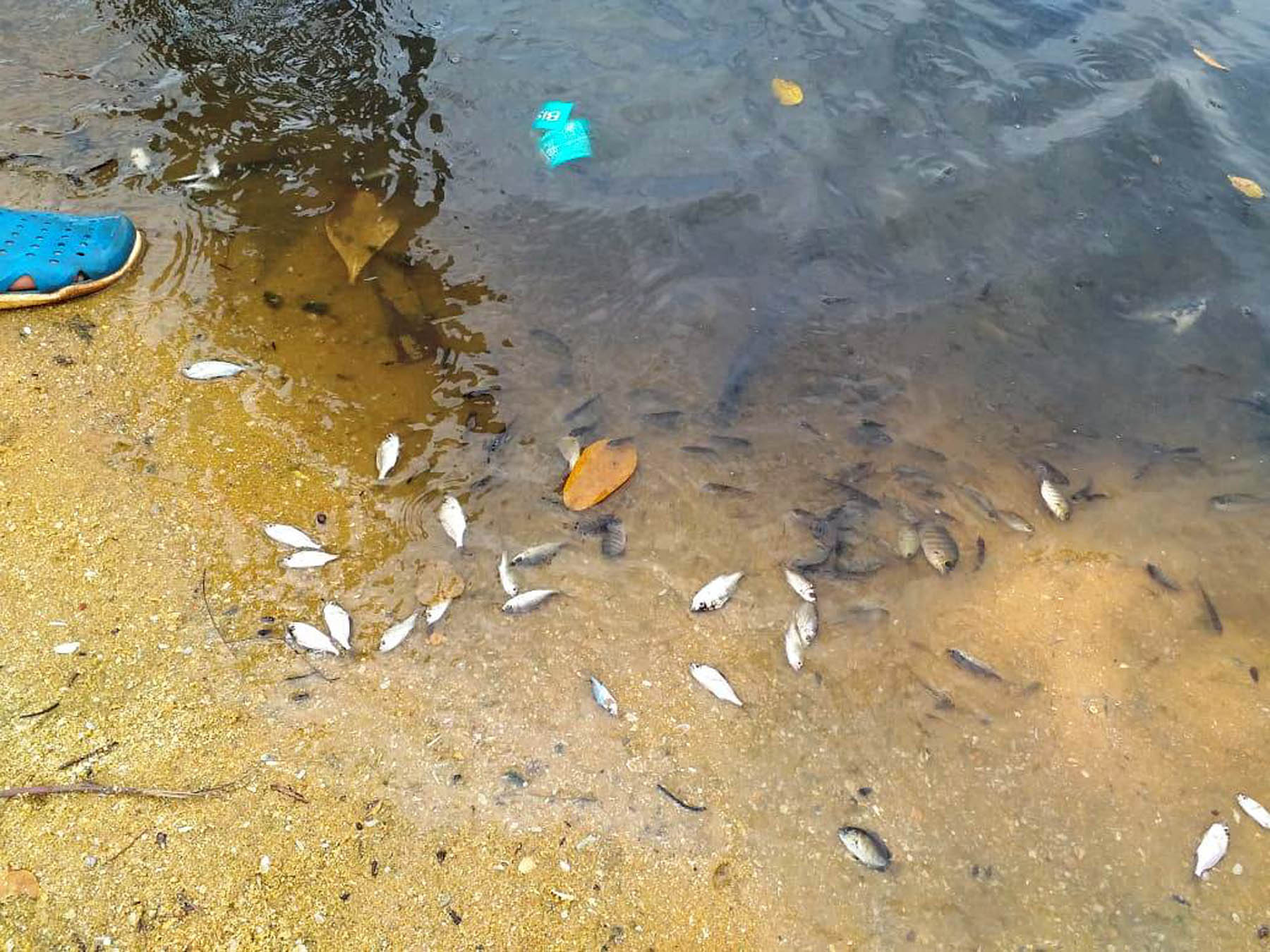 ಪಡುಬಿದ್ರಿ: ಮೀನುಗಳ ಮಾರಣಹೋಮ