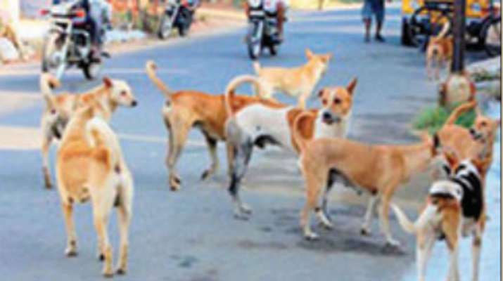 ನಾಯಿಗಳ ಹಿಂಡು ಕಂಡು ಮೇಯರ್ ಗಂಗಾಂಬಿಕೆ ಕೆಂಡಾಮಂಡಲ