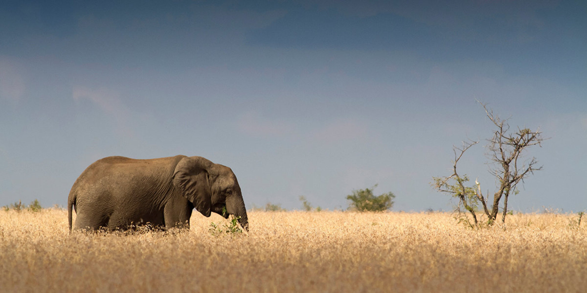ಕಳೆದ ಐದು ವರ್ಷಗಳಲ್ಲಿ ಆನೆ ದಾಳಿಗೆ 2,300 ಮಂದಿ ಸಾವು: ಪರಿಸರ ಸಚಿವಾಲಯ