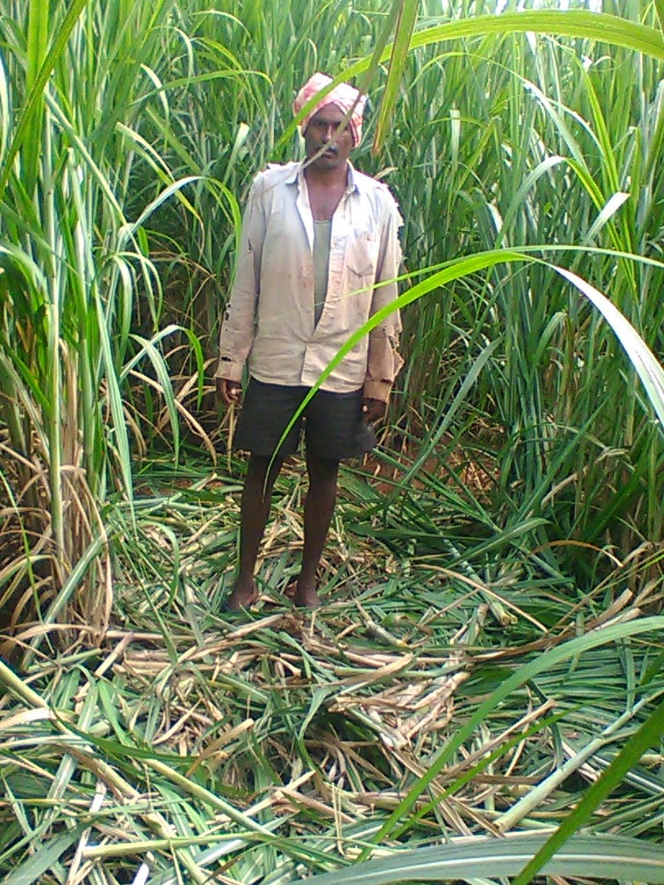 ಆನೆಗಳ ದಾಳಿಗೆ ಕಬ್ಬಿನ ಬೆಳೆ ನಾಶ: ಸೂಕ್ತ ಕ್ರಮಕ್ಕೆ ಒತ್ತಾಯ