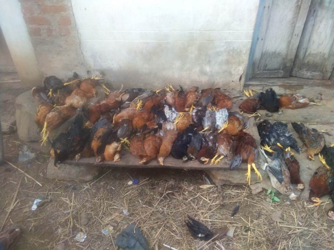 ವಿಷ ಹಾಕಿದ ದುಷ್ಕರ್ಮಿಗಳು: 70ಕ್ಕೂ ಹೆಚ್ಚು ಕೋಳಿಗಳ ಸಾವು