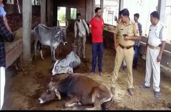 ಗೋಶಾಲೆಯಲ್ಲಿ ಹಸಿವಿನಿಂದ ಸಾಯುತ್ತಿರುವ ದನಗಳು: ಸ್ಥಳೀಯರಿಂದ ಪ್ರತಿಭಟನೆ