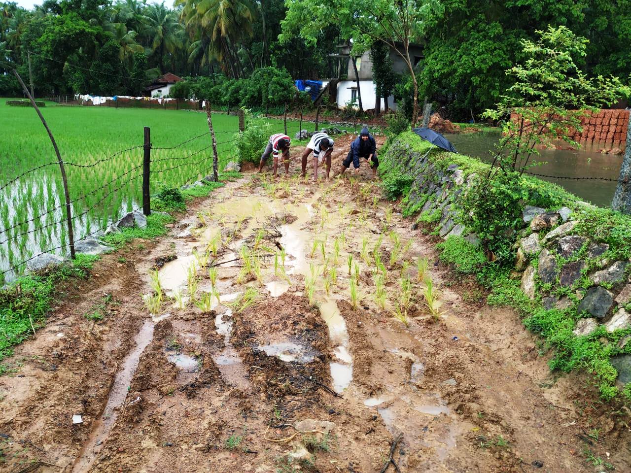 ಕೆಸರು ಗದ್ದೆಯಾದ ರಸ್ತೆ: ಗ್ರಾಮಸ್ಥರಿಂದ ಗದ್ದೆನಾಟಿ ಮಾಡಿ ಪ್ರತಿಭಟನೆ