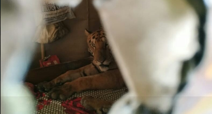 ಭಾರೀ ನೆರೆ: ಮನೆಗೆ ನುಗ್ಗಿ ಹಾಸಿಗೆಯ ಮೇಲೆ ವಿಶ್ರಾಂತಿ ಪಡೆದ ಹುಲಿ!