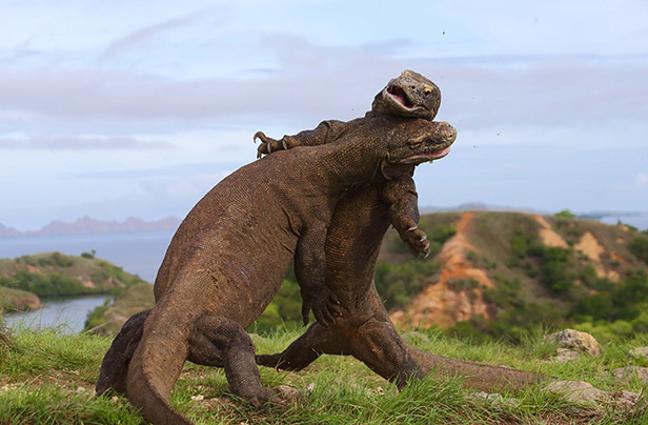 ಕೊಮೊಡೊ ಡ್ರಾಗನ್ ರಕ್ಷಣೆಗಾಗಿ ದ್ವೀಪ ಬಂದ್: ಇಂಡೋನೇಶ್ಯ