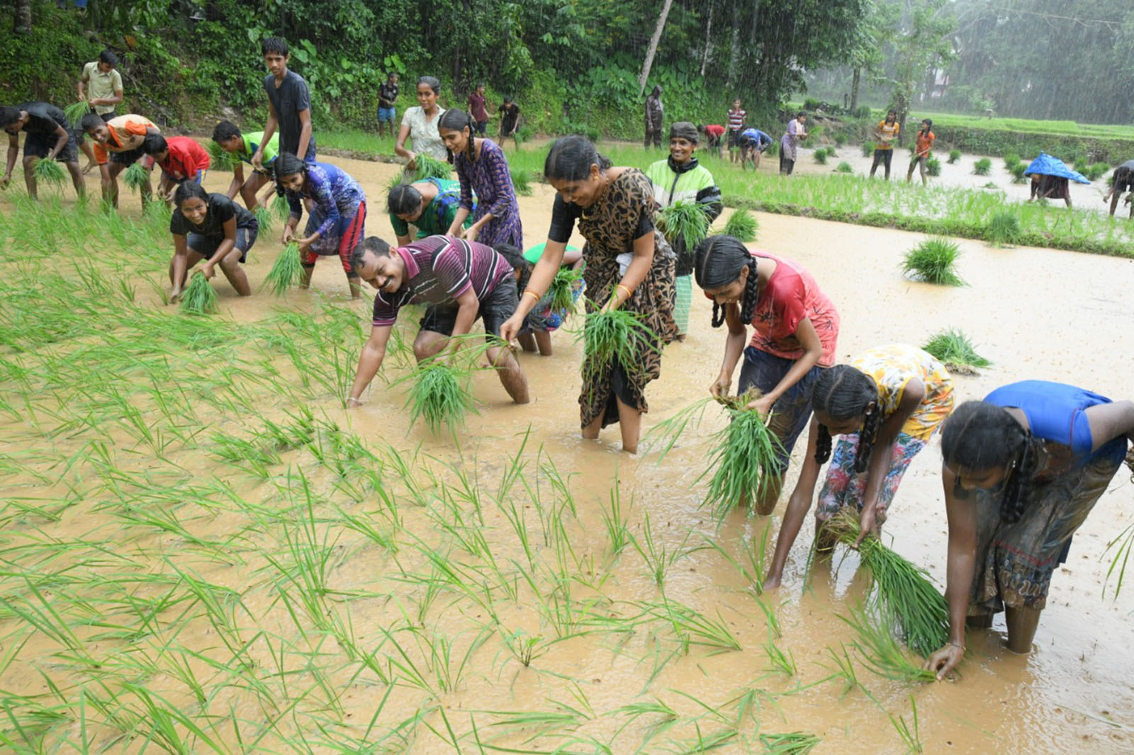 ಗದ್ದೆಗಿಳಿದು ನೇಜಿ ನೆಟ್ಟು ಸಂಭ್ರಮಿಸಿದ ನಿಟ್ಟೂರು ಶಾಲೆ ವಿದ್ಯಾರ್ಥಿಗಳು