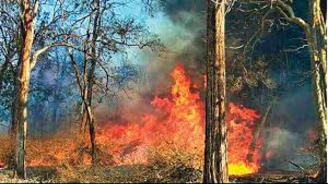 ಉಪಗ್ರಹದಿಂದ 38,900 ಕಾಡ್ಗಿಚ್ಚು ಪ್ರಕರಣ ಪತ್ತೆ