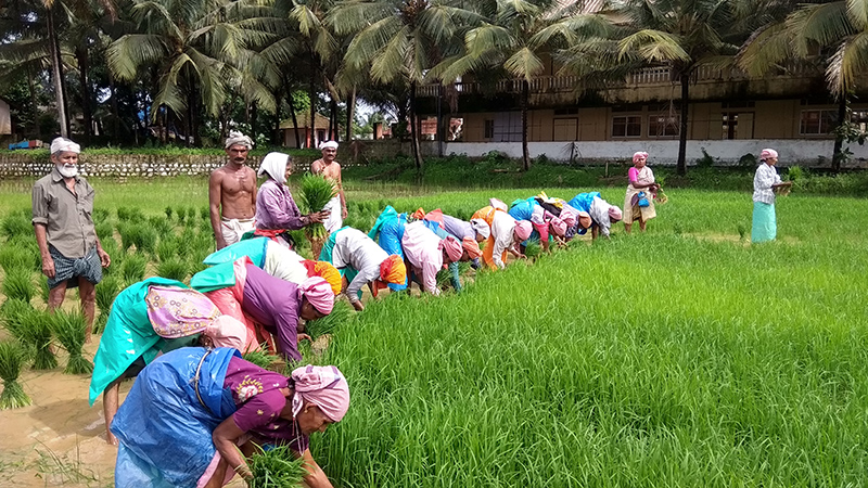 ಗುರುಪುರ: ಸಾಂಪ್ರದಾಯಿಕ ನಾಟಿಗಾಗಿ ನೇಜಿ