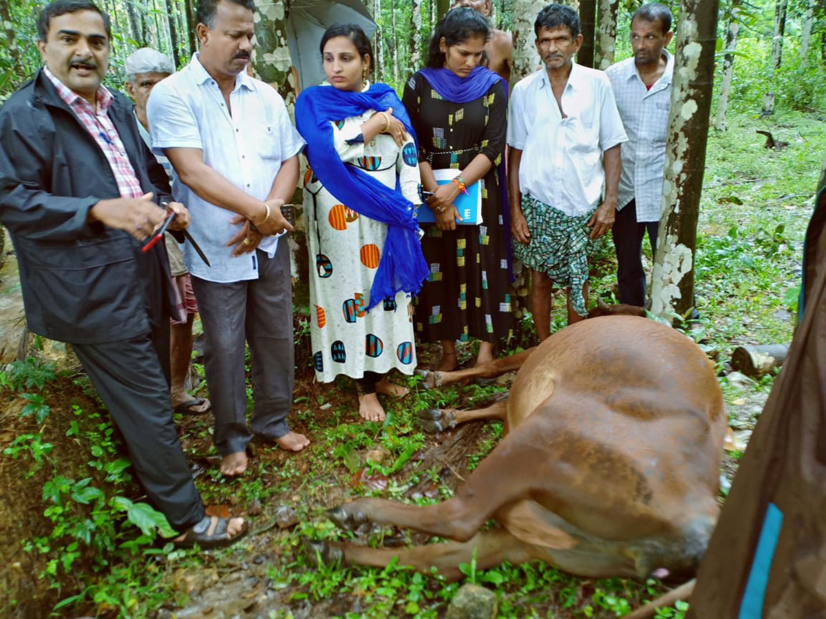 ಉಡುಪಿ: ಮಳೆಯಿಂದ ಹಲವು ಮನೆಗಳಿಗೆ ಹಾನಿ; ಜಾನುವಾರು ಬಲಿ