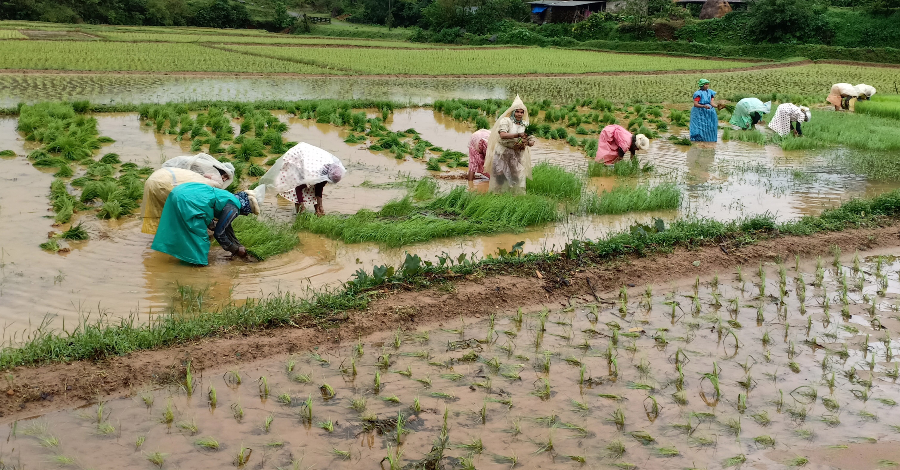 ಧಾರಾಕಾರ ಮಳೆ: ಕೊಡಗಿನ 1.18 ಲಕ್ಷ ಹೆಕ್ಟೇರ್ ಪ್ರದೇಶದಲ್ಲಿ ಬೆಳೆ ಹಾನಿ
