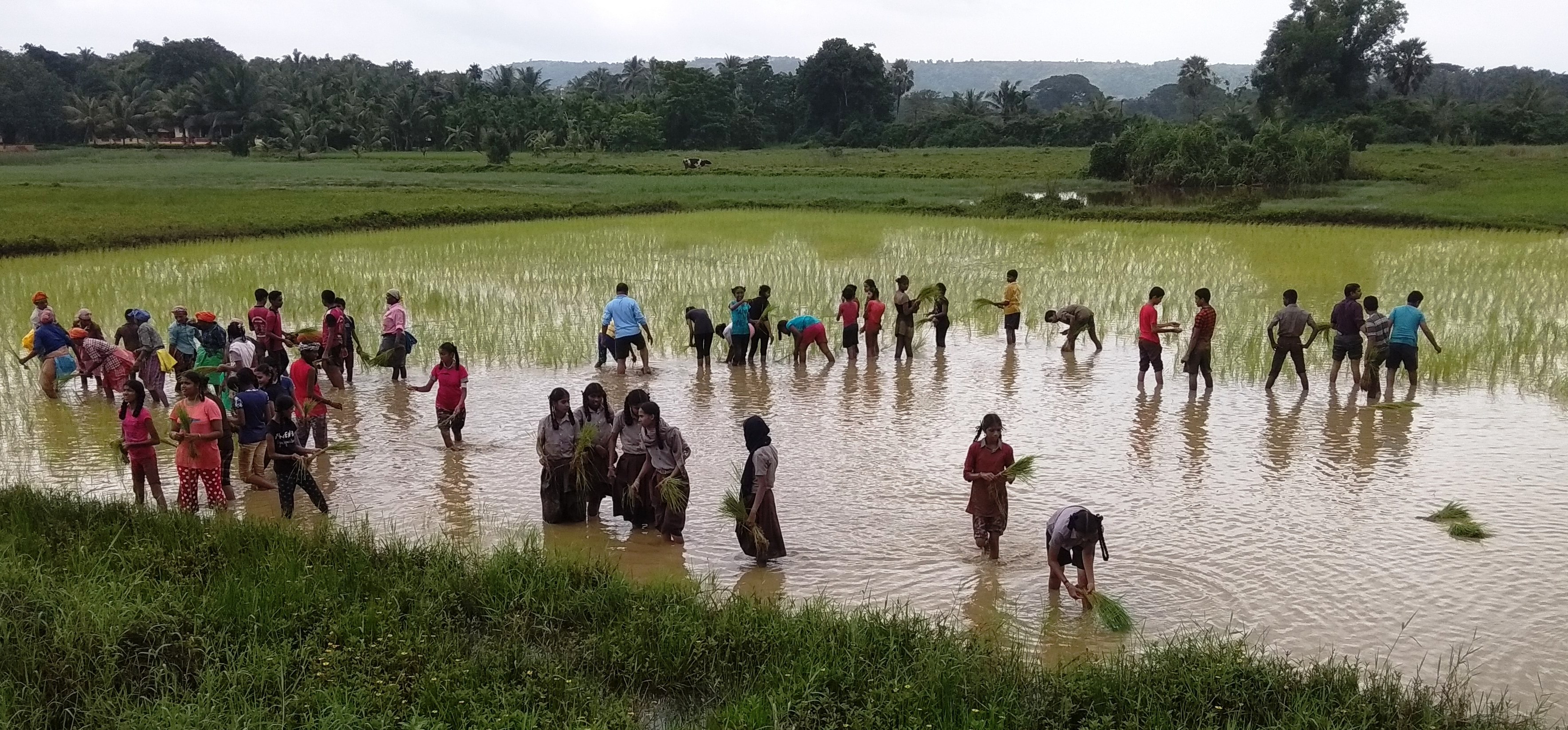 ಮಂಗಳೂರು: ಭತ್ತ ಬೆಳೆ ನೇಜಿ ನೆಟ್ಟು ಸಂಭ್ರಮಿಸಿದ ವಿಶೇಷ ವಿದ್ಯಾರ್ಥಿಗಳು