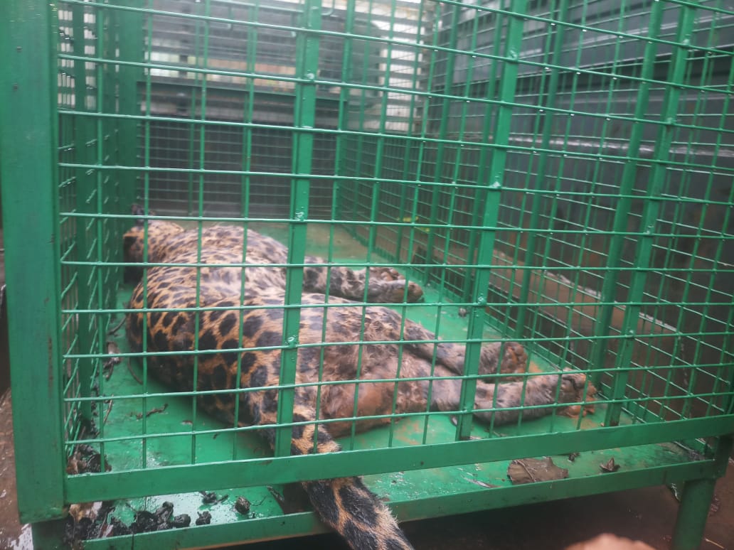 ಮೂಡುಬಿದಿರೆ: ಉರುಳಿಗೆ ಬಿದ್ದ ಚಿರತೆಯ ರಕ್ಷಣೆ