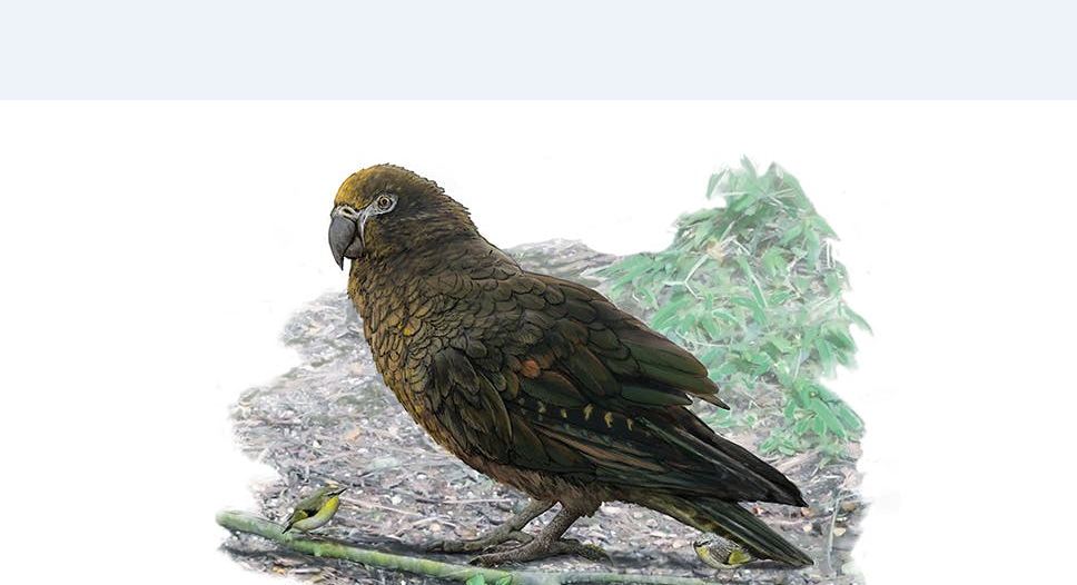 1.9 ಕೋಟಿ ವರ್ಷಗಳ ಹಿಂದಿನ 7 ಕೆ.ಜಿ. ತೂಕದ ಗಿಳಿಯ ಅವಶೇಷ ಪತ್ತೆ