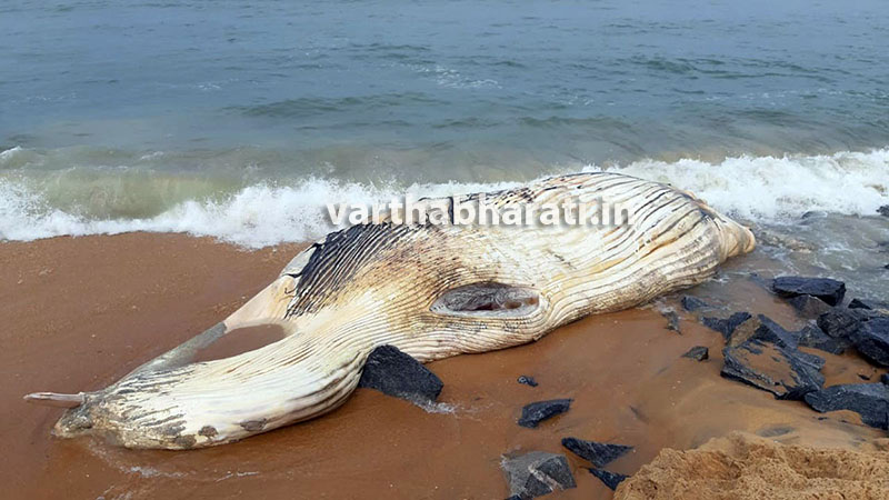 ಕೋಡಿ ಕಡಲ ಕಿನಾರೆಯಲ್ಲಿ ತಿಮಿಂಗಿಲದ ಕಳೇಬರ ಪತ್ತೆ