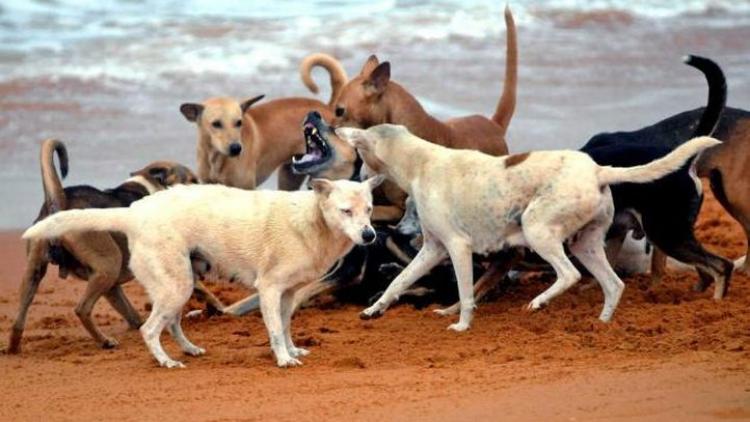 ರಾಜಧಾನಿಯಲ್ಲಿ ನಿಲ್ಲದ ಬೀದಿನಾಯಿಗಳ ಹಾವಳಿ