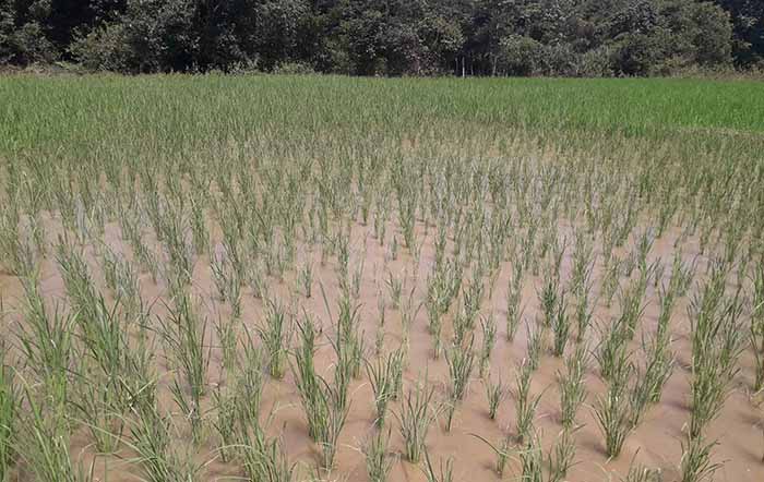 ಅತಿವೃಷ್ಟಿಗೆ ತುತ್ತಾಗಿ ಅಳಿದುಳಿದ ಭತ್ತದ ಗದ್ದೆಗೆ ಬೆಂಕಿ ರೋಗದ ಕಾಟ