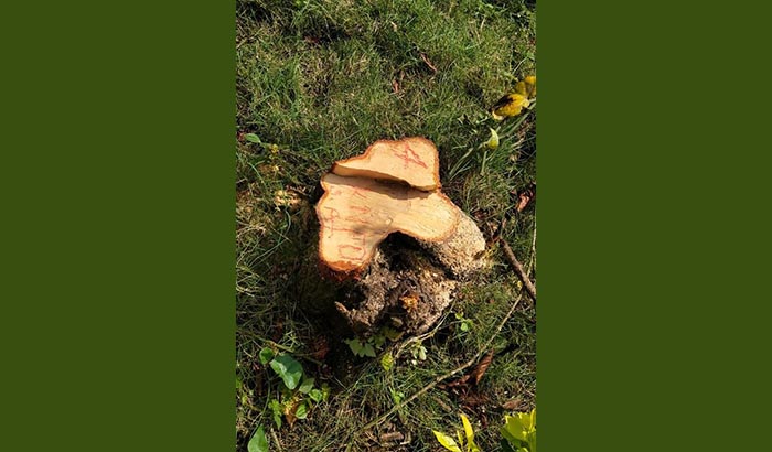 ಶಾಸಕ ಅಪ್ಪಚ್ಚು ರಂಜನ್ ಮನೆ ಆವರಣದಿಂದ ಗಂಧದ ಮರ ಕಳವು