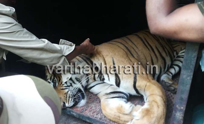 ಬಂಡೀಪುರ: ಇಬ್ಬರು ರೈತರು, ಆನೆ ಮರಿಯನ್ನು ಬಲಿ ಪಡೆದಿದ್ದ ನರಭಕ್ಷಕ ಹುಲಿ ಕೊನೆಗೂ ಬಲೆಗೆ