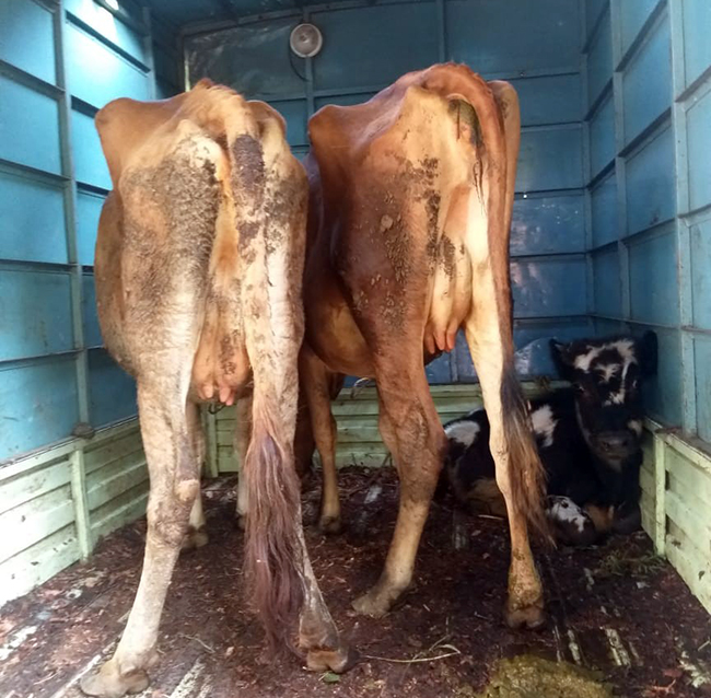 ವಿಟ್ಲ : ಅಕ್ರಮ ಜಾನುವಾರು ಸಾಗಾಟ ಆರೋಪಿ; ವಾಹನ ವಶಕ್ಕೆ