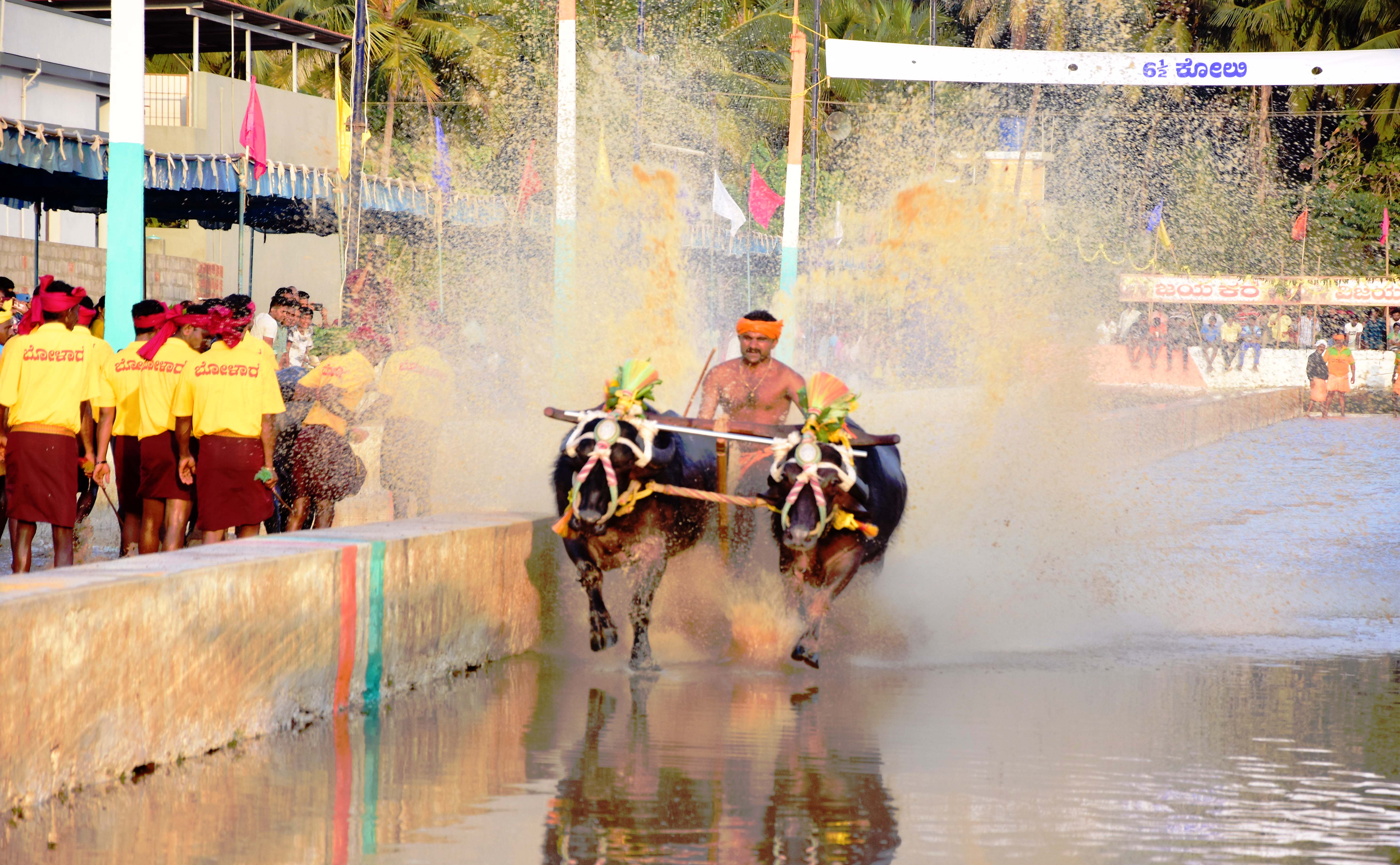 ಕೋಣಗಳು ಓಟಕ್ಕೆ ಸೂಕ್ತವಲ್ಲ: ಕಂಬಳದ ವಿರುದ್ಧ ಮತ್ತೆ ಪೆಟಾ ತಕರಾರು