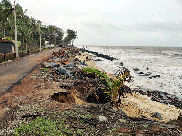 ಉಚ್ಚಿಲ ಸೋಮೇಶ್ವರದಲ್ಲಿ ತೀವ್ರ ಕಡಲ್ಕೊರೆತ: ನಾಲ್ಕು ತೆಂಗು ಸಮುದ್ರಪಾಲು