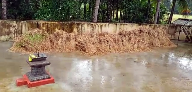 ಉಡುಪಿ ಜಿಲ್ಲೆಯಾದ್ಯಂತ ಭಾರೀ ಮಳೆ, ಭತ್ತದ ಬೆಳೆಗೆ ಅಪಾರ ಹಾನಿ