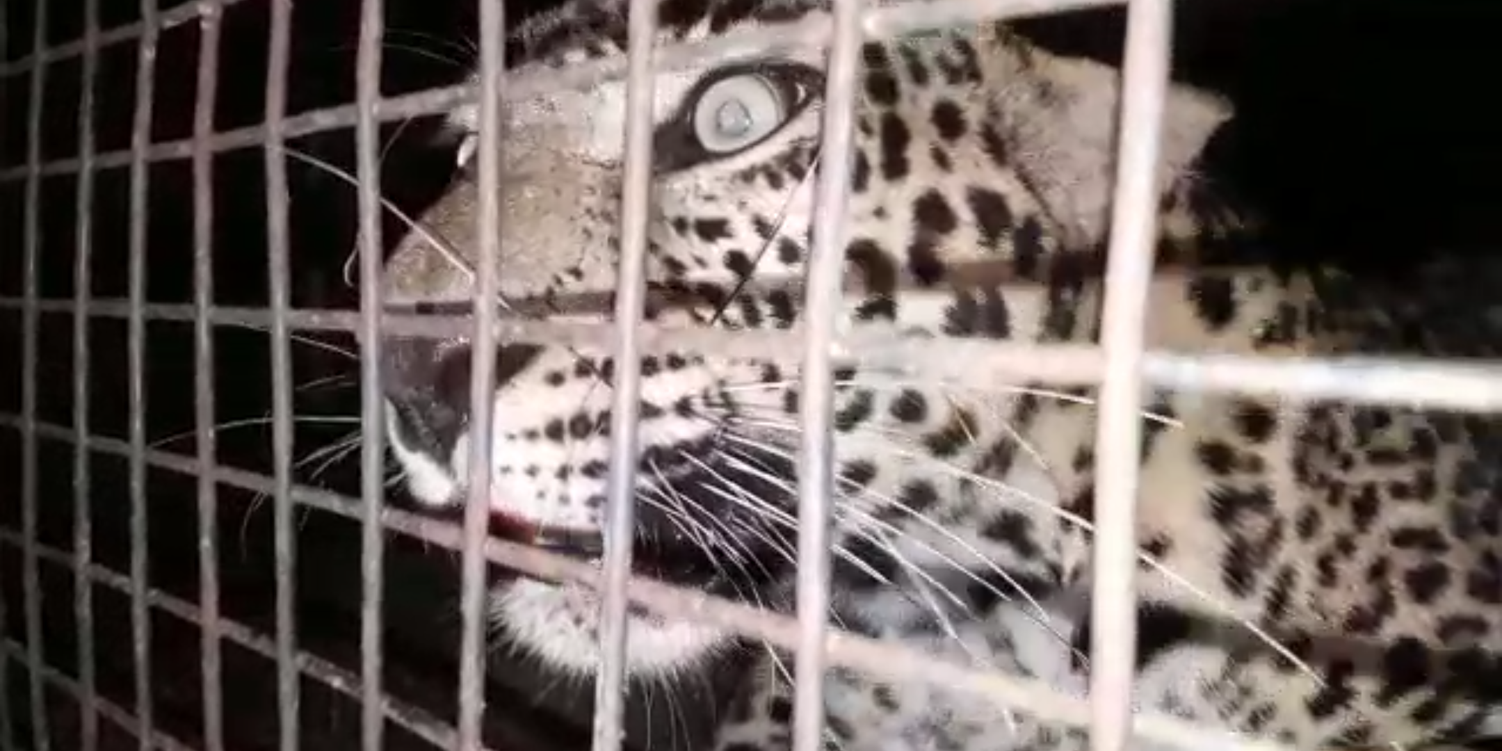 ಗುಂಡ್ಲುಪೇಟೆ: ಕುರಿ ಬಲಿ ತೆಗೆದುಕೊಂಡಿದ್ದ ಚಿರತೆ ಬೋನಿಗೆ