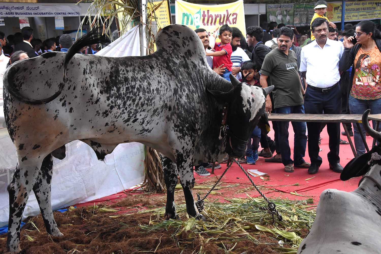 ಕೃಷಿಮೇಳ-2019: ಜನರನ್ನು ಆಕರ್ಷಿಸುತ್ತಿರುವ ಜಾನುವಾರುಗಳ ಪ್ರದರ್ಶನ