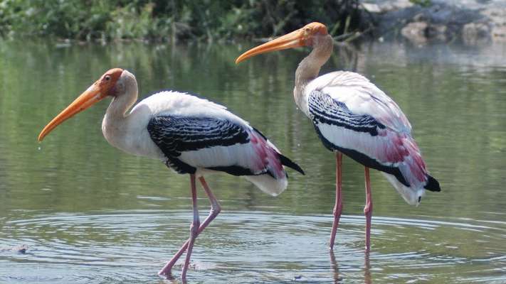 ಮೈಸೂರು: ಕುಕ್ಕರಹಳ್ಳಿ ಕೆರೆಯಲ್ಲಿ ಮತ್ತೊಂದು ಪೆಲಿಕಾನ್ ಪಕ್ಷಿ ಸಾವು; ಹಕ್ಕಿ ಜ್ವರದ ಶಂಕೆ