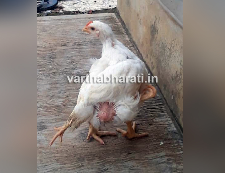 ಪಡುಕೊಣಾಜೆಯಲ್ಲಿ ನಾಲ್ಕು ಕಾಲಿನ ಕೋಳಿ!