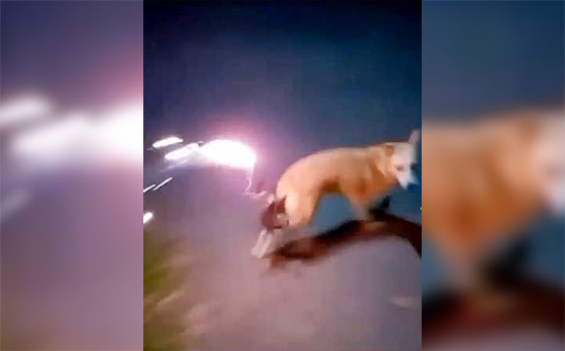 ನಾಯಿ ಬಾಲಕ್ಕೆ ಪಟಾಕಿ ಕಟ್ಟಿ ಬೆಂಕಿ ಹಚ್ಚಿದ ಆರೋಪ: ಮೂವರ ಬಂಧನ