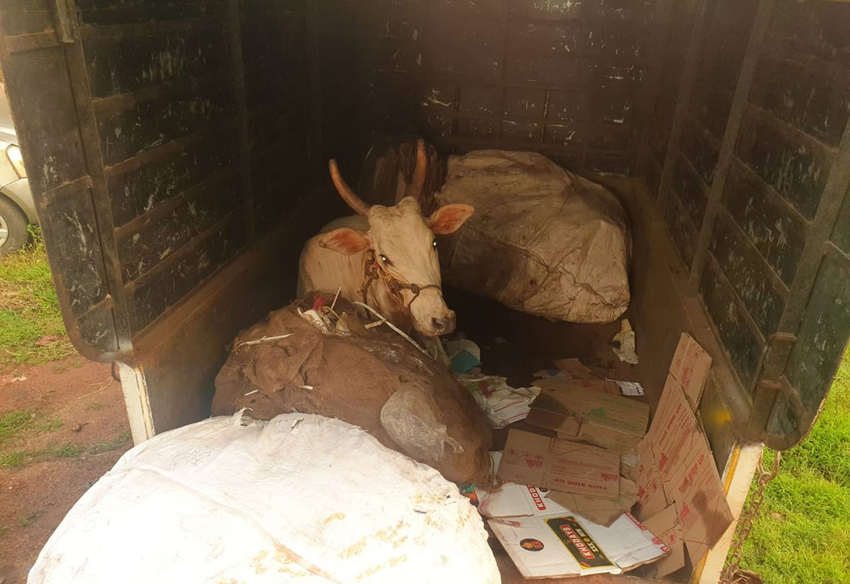 ಅಕ್ರಮ ಜಾನುವಾರು ಸಾಗಾಟ: ಮೂವರ ಸೆರೆ