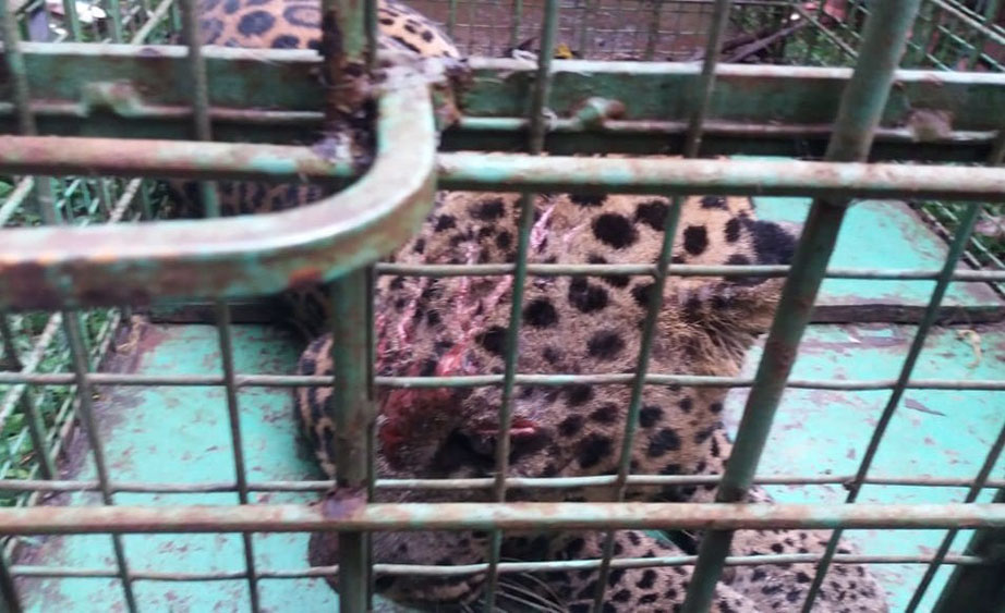 ತೆಕ್ಕಟ್ಟೆ: ಅರಣ್ಯ ಇಲಾಖೆಯ ಬೋನಿನಲ್ಲಿ ಸೆರೆಯಾದ ಚಿರತೆ