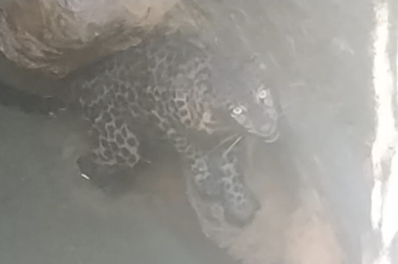 ಬಜ್ಪೆ: ಬಾವಿಗೆ ಬಿದ್ದ ಚಿರತೆ