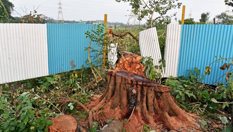 ಮುಂಬೈ ಆರೆಯಲ್ಲಿ 2,141 ಮರಗಳನ್ನು ಕಡಿಯಲಾಗಿದೆ: ಎಂಎಂಆರ್ ಸಿ