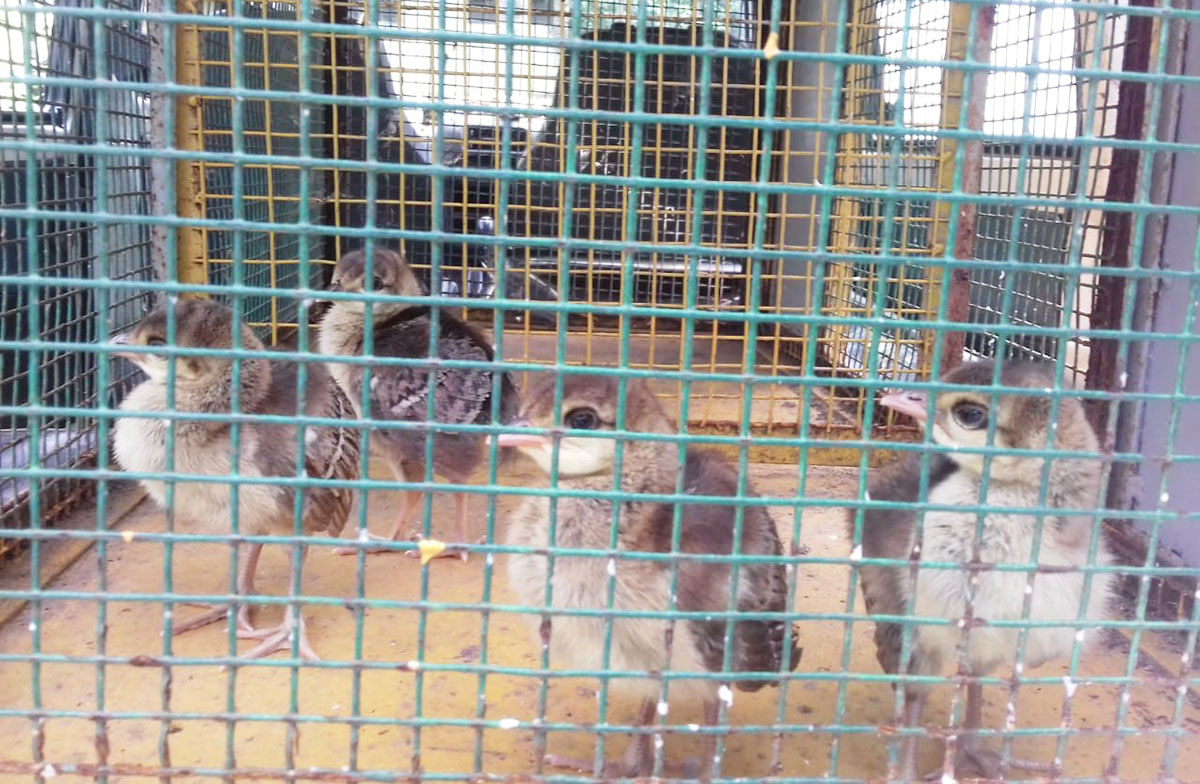 ತಾಯಿಂದ ಬೇರ್ಪಟ್ಟ ನವಿಲು ಮರಿಗಳ ರಕ್ಷಣೆ