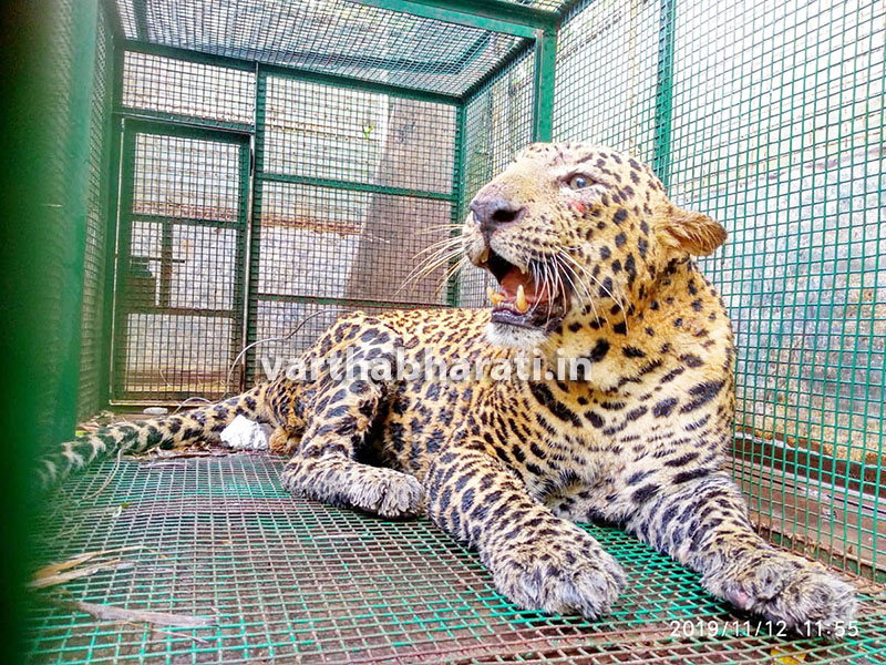 ಅಚ್ಲಾಡಿಯಲ್ಲಿ ನಾಡಿಗೆ ಬಂದ ಗಂಡು ಚಿರತೆ ಸೆರೆ