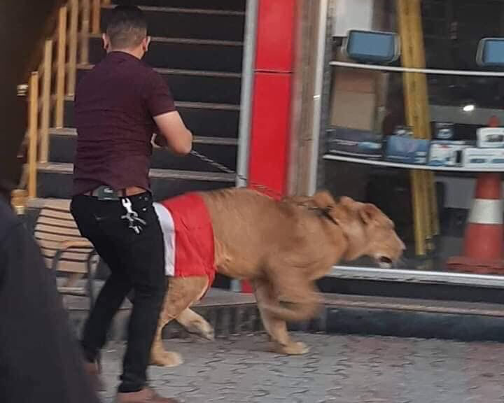 ಸರಕಾರಿ ವಿರೋಧಿ ಪ್ರತಿಭಟನೆಗೆ ಸಿಂಹವನ್ನೇ ಕರೆ ತಂದ ವ್ಯಕ್ತಿ!