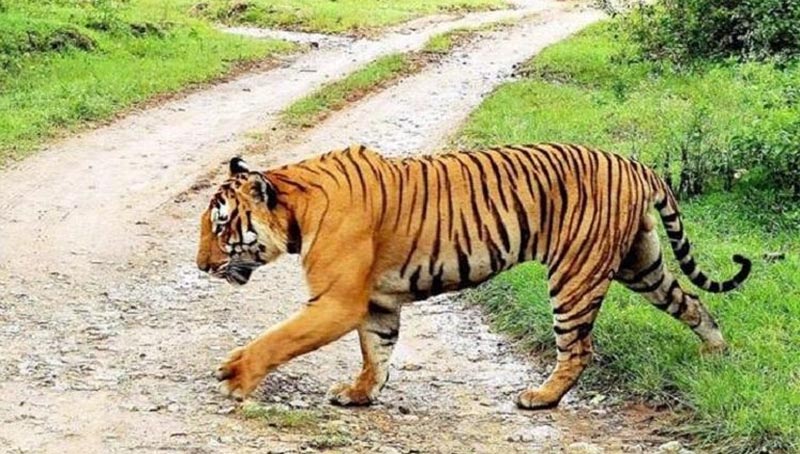 ಇನ್ನು ಮುಂದೆ ಹುಲಿಯನ್ನು ನರಭಕ್ಷಕ ಎಂದು ಕರೆಯುವಂತಿಲ್ಲ !