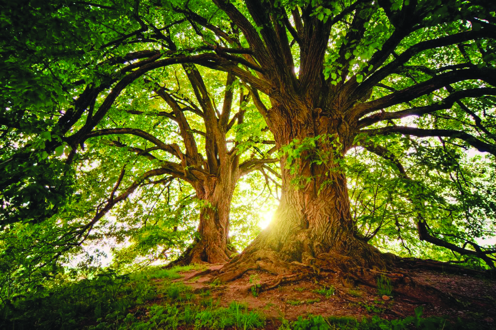 ಭೂಮಿಯಲ್ಲಿ ಮರಗಳು ಇಲ್ಲವಾದರೆ ಏನಾಗುತ್ತೆ?