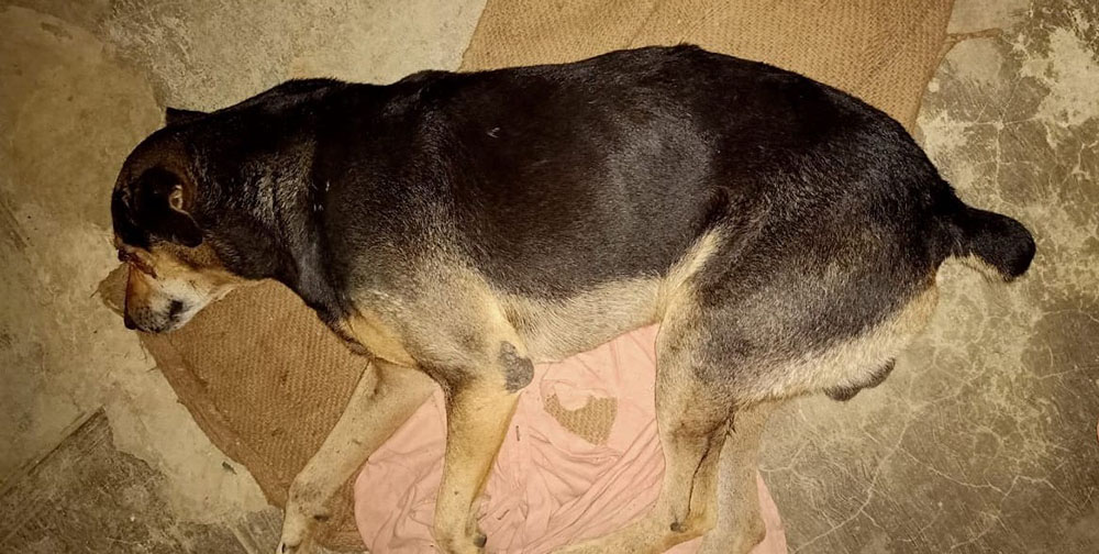 ಆತ್ರಾಡಿ ಪರೀಕದಲ್ಲಿ ಚಿರತೆ ದಾಳಿ: ನಾಯಿಗೆ ಗಾಯ