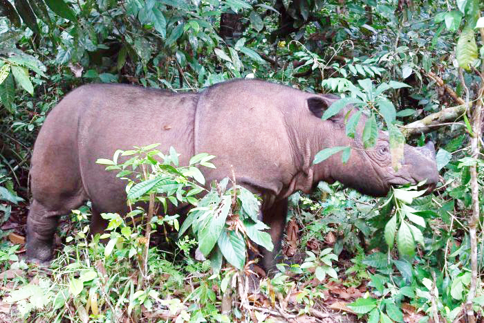 ಈ ದೇಶದಲ್ಲಿನ್ನು ಘೇಂಡಾಮೃಗವೇ ಇಲ್ಲ ! ಈ ದೇಶದಲ್ಲಿನ್ನು ಘೇಂಡಾಮೃಗವೇ ಇಲ್ಲ !